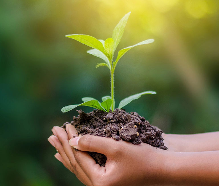 Plant in hand